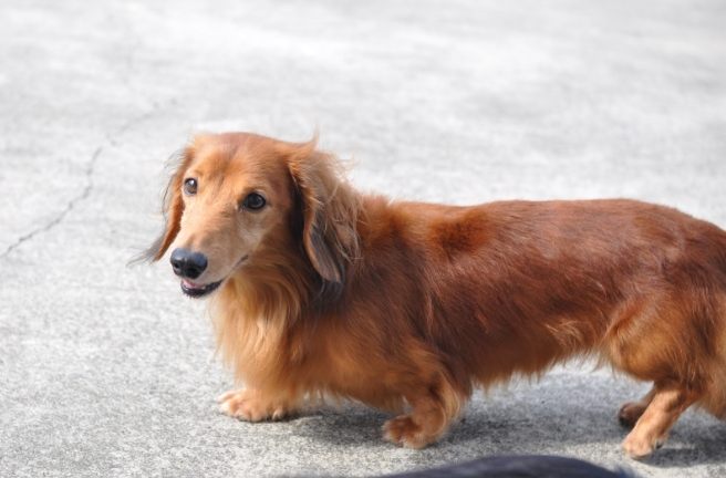 長毛臘腸犬價格 長毛臘腸犬價格