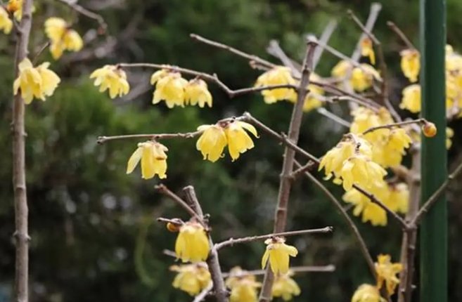 臘梅種植條件 臘梅種植條件