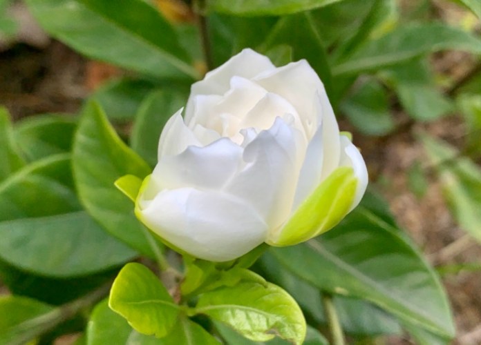 梔子花功效 梔子花功效
