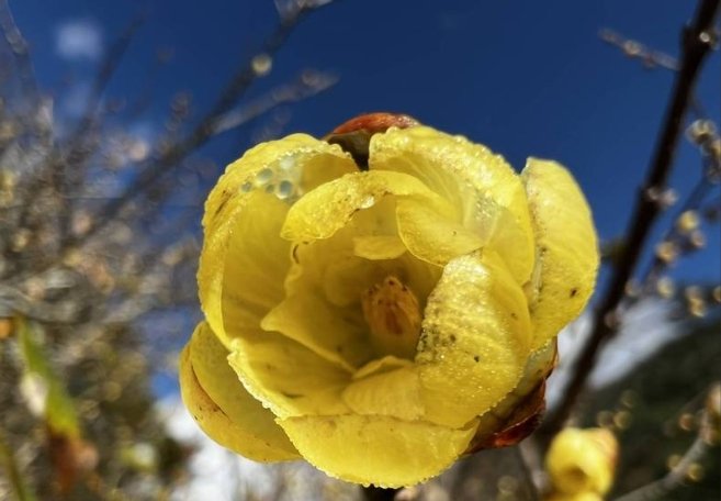 臘梅種植照顧 臘梅種植照顧