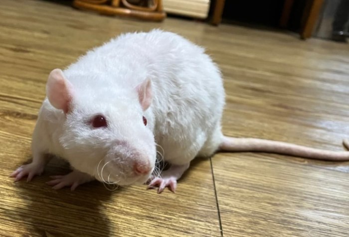 花枝鼠飼養​