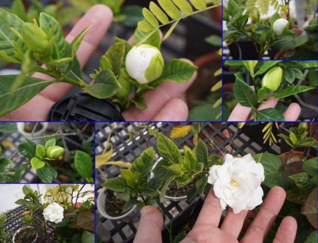 梔子花種植