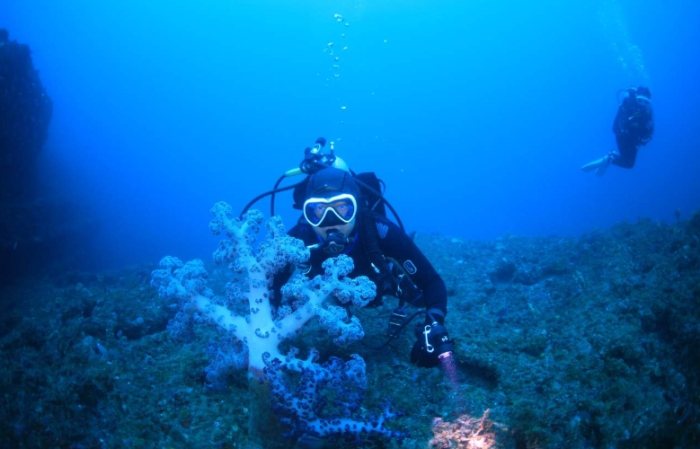 濟州島潛水季節