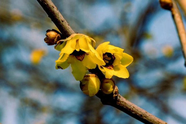 臘梅種植方法 臘梅種植方法