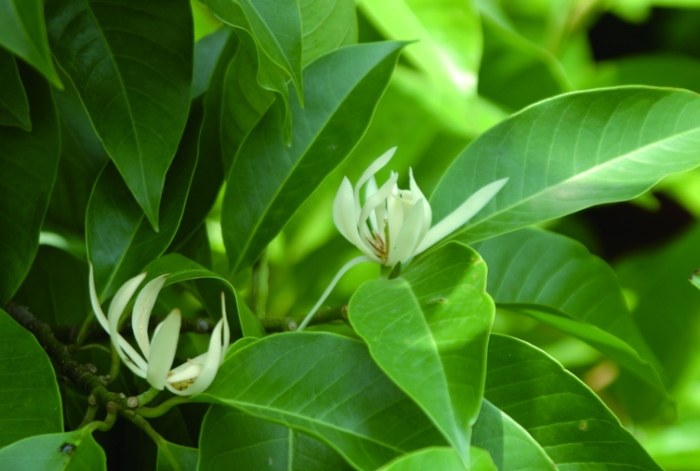 玉蘭花種植照顧 玉蘭花種植照顧
