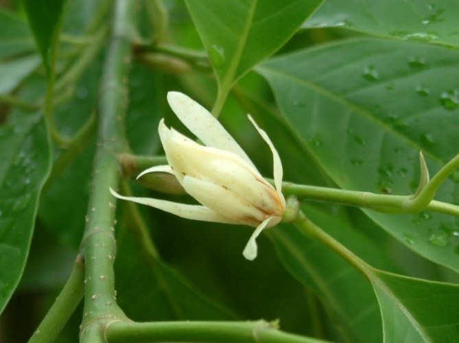 玉蘭花種植禁忌 玉蘭花種植禁忌