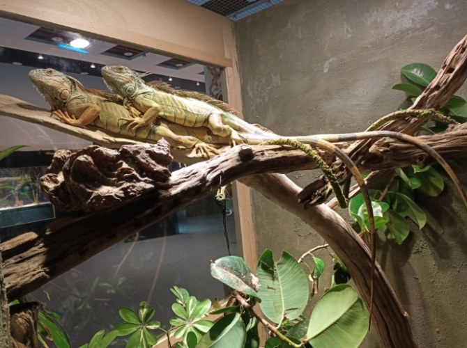綠鬣蜥飼養方法 綠鬣蜥飼養方法