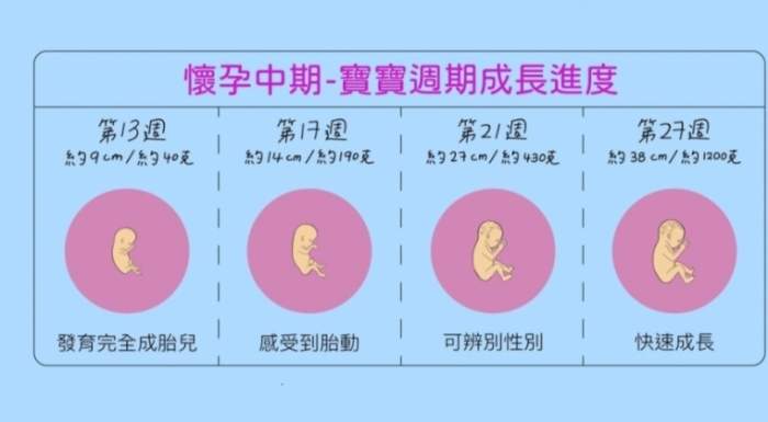 懷孕週期變化 懷孕週期變化