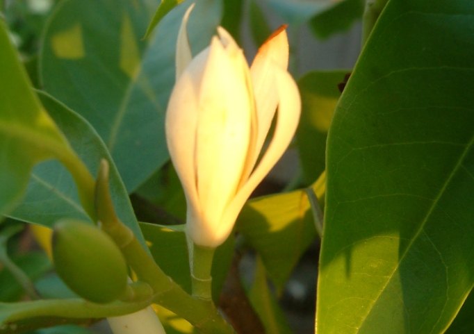 玉蘭花種植技術 玉蘭花種植技術