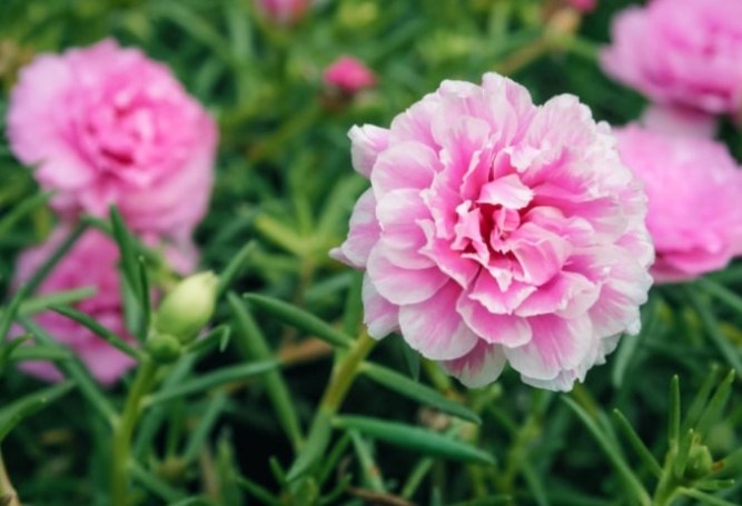 松葉牡丹種植方法 松葉牡丹種植方法