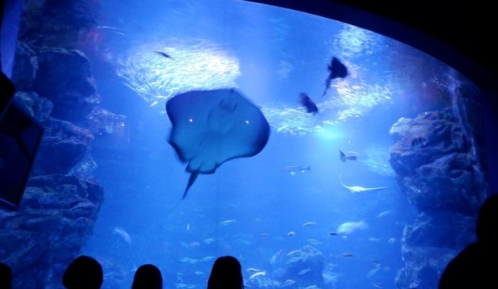 京都水族館 京都水族館